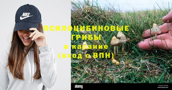прущие грибы Армянск