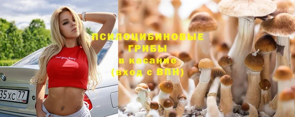 прущие грибы Армянск